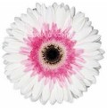 ΖΕΡΜΠΕΡΑ ΑΡΤΙΣΤχ50 εισαγωγης GERBERA GR ARTISTχ50
